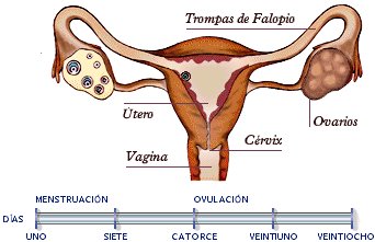 Cambio de estilo en la ¿anticoncepción?